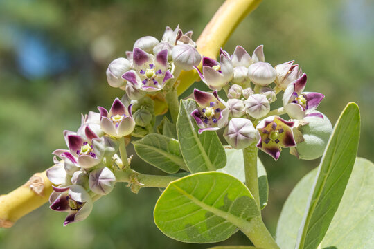 Close up of the fruit and blossoms of the  Sodom apple, Calotropis procera flowering plant found near the Dead Sea in Israel from the milkweed family.
