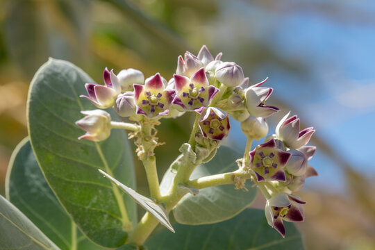 Close up of the blossoms of the Sodom apple, Calotropis procera flowering plant found near the Dead Sea in Israel from the milkweed family.
