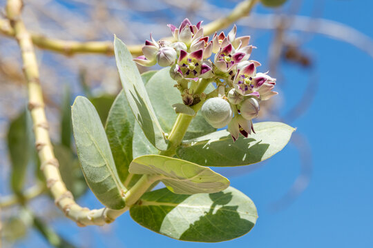 Close up of the fruit and blossoms of the  Sodom apple, Calotropis procera flowering plant found near the Dead Sea in Israel from the milkweed family.
