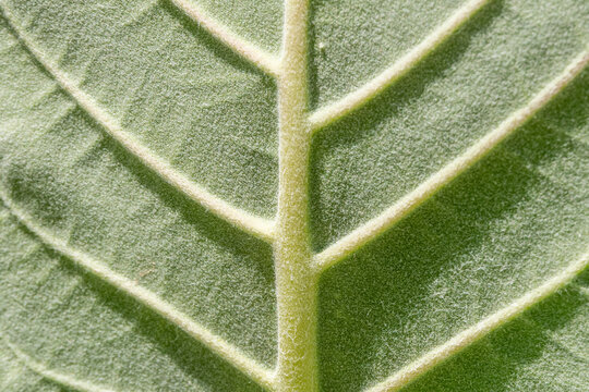 Close up of the leaf of the  Sodom apple, Calotropis procera flowering plant found near the Dead Sea in Israel from the milkweed family.
