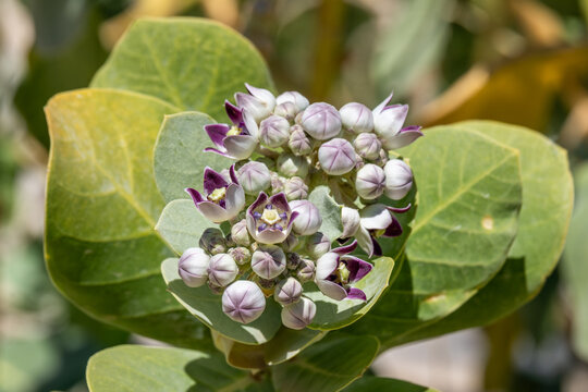 Close up of the blossoms of the Sodom apple, Calotropis procera flowering plant found near the Dead Sea in Israel from the milkweed family.
