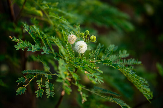 Close up of flower of the Leucaena leucocephala tree also known as Jumbay, White Lead Tree, and River Tamarind growing in Israel.
