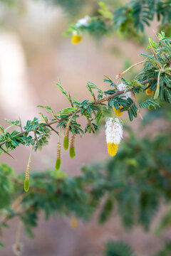 Close up of the yellow and white flower and leaves of the Sicklebush or Chinese lantern tree scientific name Dichrostachys cinerea.
