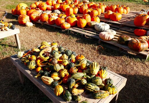 Gourds and pumpkins displayed on wooden platforms