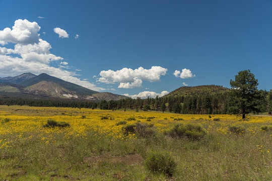 Yellow Wildflower Meadow with San Francisco Peaks Mountains near Flagstaff Arizona