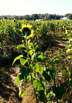 Farm grows fields of sunflowers to sell