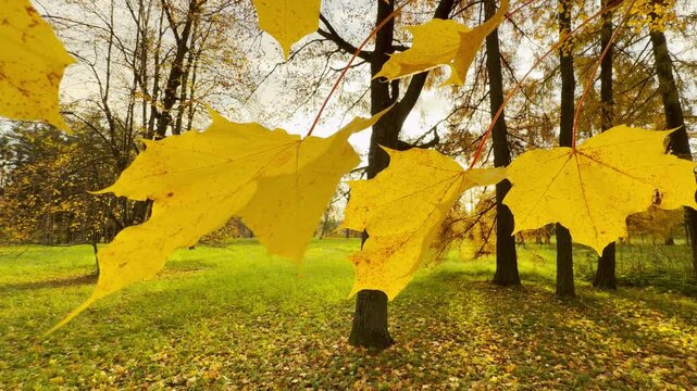 Yellow maple leaves sway gently in front of an autumn lawn in Catherine Park, Pushkin, Russia ,slow motion. Bright fall foliage creates a cheerful, peaceful, and nostalgic emotion.
