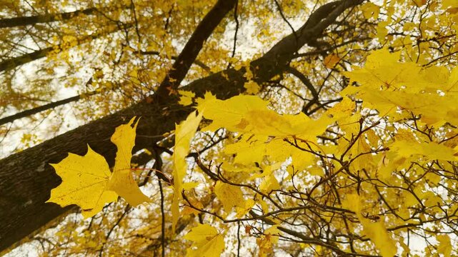 Golden maple leaves glow against a tall tree canopy in Catherine Park, Pushkin, Russia, slow motion. Gentle autumn colors create a cheerful, peaceful, and nostalgic feeling.