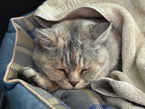 Cute cat is sleeping under cozy warm plaid