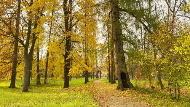 A leaf-covered path winds past golden autumn trees in Catherine Park, Pushkin, Russia. Soft sunlight filters through the foliage to create a peaceful, nostalgic atmosphere.