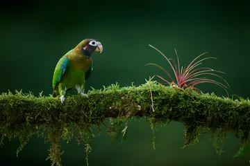 Brown-hooded parrot (Pyrilia haematotis) perched on a moss-covered branch beside a colorful pink bromeliad in the tropical rainforest of Costa Rica, Central America.  © lucaar
