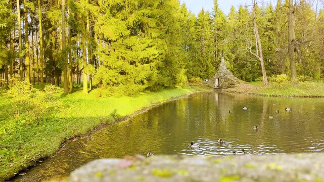 Wild ducks swim gracefully across a calm pond in Catherine Park, Pushkin, Russia. The historic Pyramid Pavilion stands among evergreen trees under soft golden light, creating a peaceful, soothing atmo