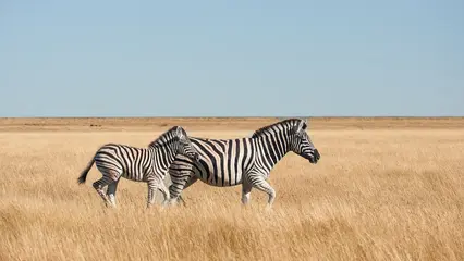 Mother zebra and her foal walking through golden grassland in Namibia © lucaar