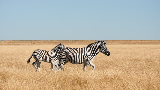 Mother zebra and her foal walking through golden grassland in Namibia
