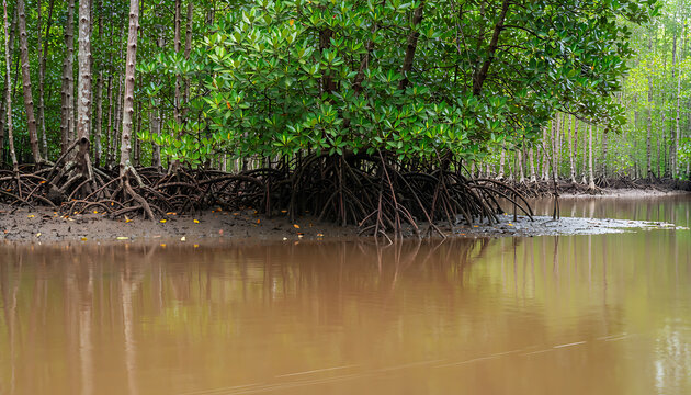 Mangrove Forest Canopy Rising Above Estuary Water with Exposed Roots