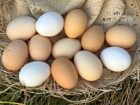 Fresh eggs in the hay