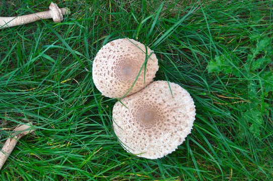 Two parasol mushroom caps lying in green grass, top view of wild edible fungi in autumn meadow