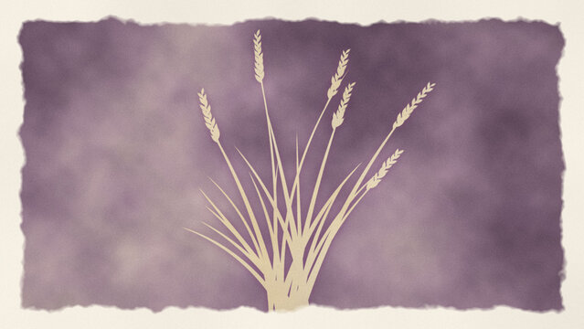 Wild grass lumen print on mauve photo paper