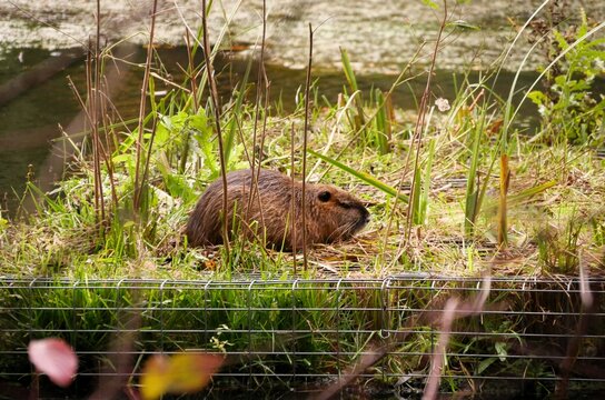 Nutria auf Biotop am Alsterwanderweg Hamburg-Ohlsdorf