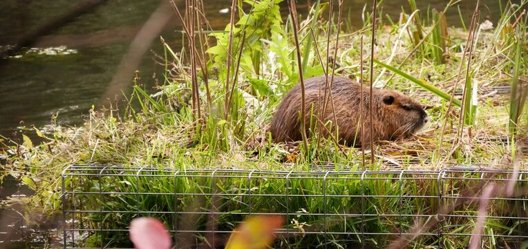 Nutria auf Biotop am Alsterwanderweg Hamburg-Ohlsdorf