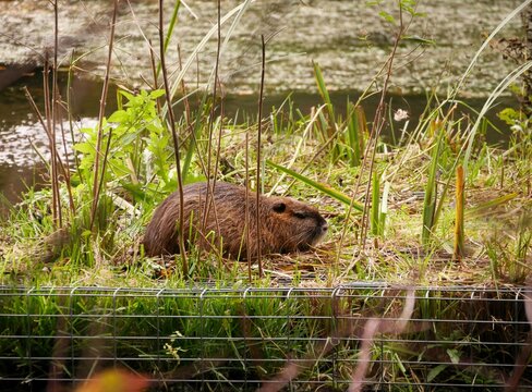 Nutria auf Biotop am Alsterwanderweg Hamburg-Ohlsdorf