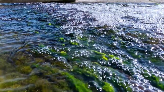 The video depicts a freshwater stream ecosystem with colonies of green algae (Chlorophyta) growing on a rocky substrate in an area of strong water flow.