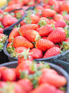 Fresh red strawberry basket market display. Organic ripe berry container harvest