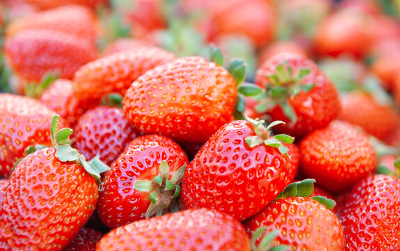 Fresh red strawberry harvest background. Organic ripe berry market pile