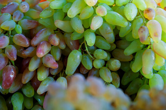 Fresh green and red grape harvest background. Organic sweet fruit bunch cluster texture