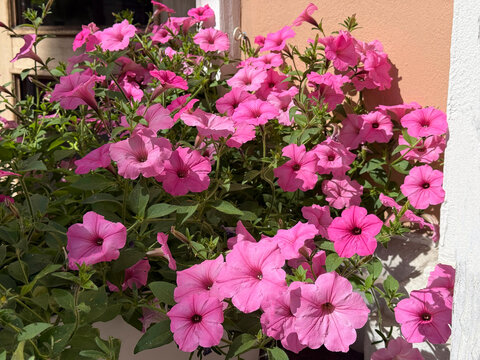 Petunia pink flowers on balcony