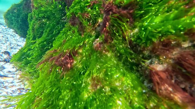 Dense aggregations of coastal green algae of the genus Ulva (formerly classified under the genus Enteromorpha), filamentous Cladophora, and Ceramium cover a rocky substrate in the Black Sea