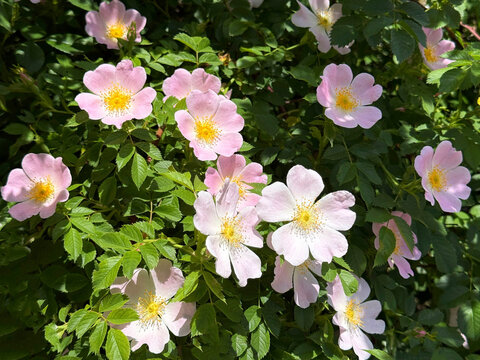 Rosa canina Dog rose flowers