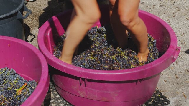 Barefoot grape stomping during traditional winemaking process. Close up of legs crushing red wine grapes in a tub.