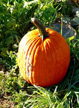 Large pumpkin freshly picked for Halloween