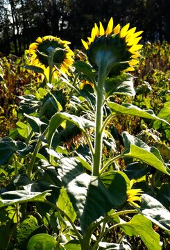 Two sunflowers facing the sun