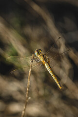 Golden Dragonfly Perched On Thin Stem In Sunlight © Bogdan