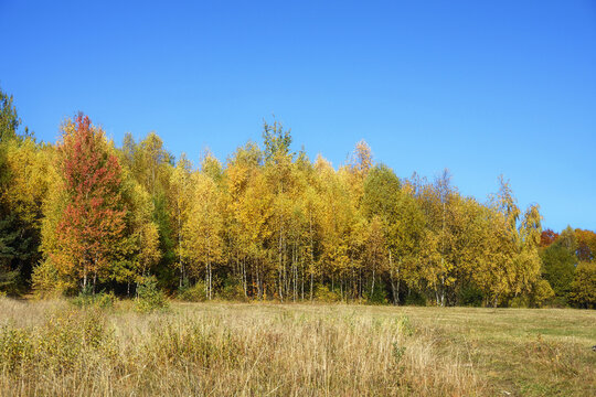 An autumn landscape showing a multicolored wall of deciduous forest