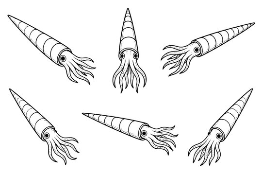Squid with a segmented mantle and flowing tentacles in line art