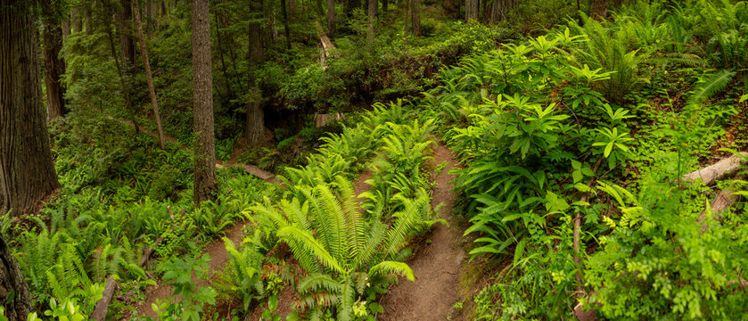 Panorama Of Switchback Through The Ferns In Forest Of Redwood
