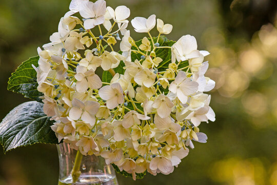 Hydrangea macrophylla - 'Hortensia'