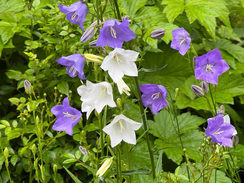 Campanula carpatica tussock bellflower flowers.