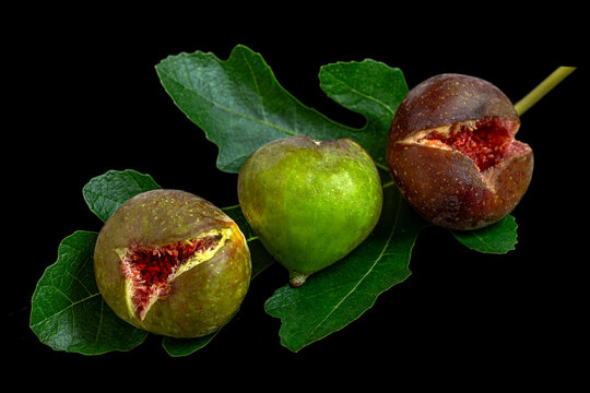Figs of Different Ripeness on a Leaf Branch