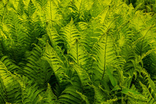 Lush Green Fern Leaves in Sunlit Forest, Natural Botanical Background