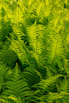 Lush Green Fern Leaves in Sunlit Forest, Natural Botanical Background