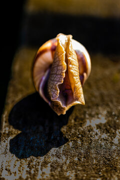 Soft sunlight highlights the intricate, folded texture of a snail emergeing from its shell. Moody shadows and earthy tones create a dramatic, intimate fine-art macro study of nature's slow beauty.