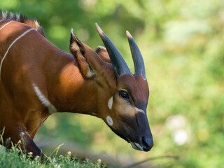 Bongo (antelope) © Hana