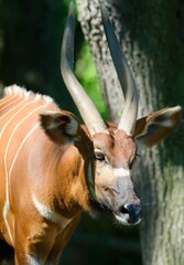 Bongo (antelope) © Hana