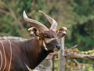 Bongo (antelope) © Hana