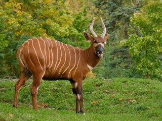 Bongo (antelope) © Hana