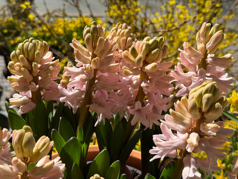 Pink hyacinth flowers in spring.